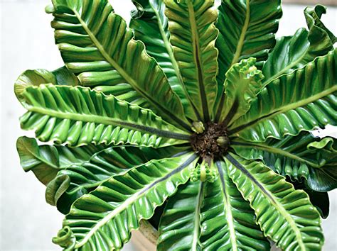 陰生植物 一覧|日陰でも育つ花と植物30種！日陰に強い花や葉が美しい植物を紹。